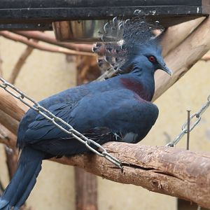 Victoria crowned pigeon