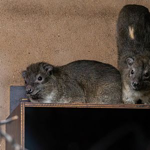 Southern tree hyrax (Dendrohyrax arboreus)