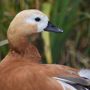 Ruddy Shelduck