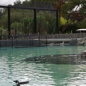 New Installation in Humboldt Penguin enclosure