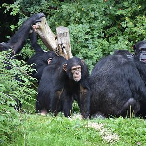 Chimpanzees