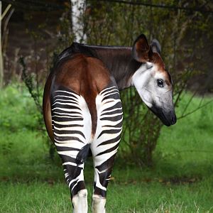 Okapi