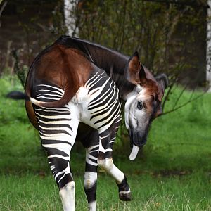 Okapi