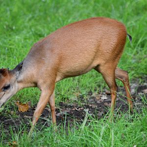 Red Forest Duiker