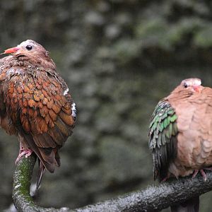 Grey-Capped Emerald Doves