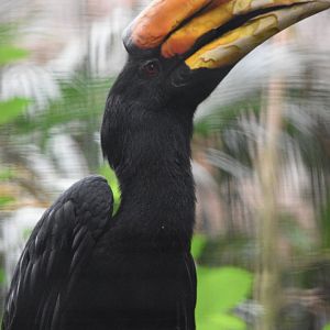 Javan Rhinoceros Hornbill