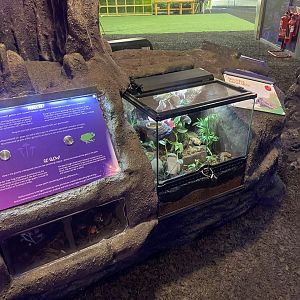 Plantasia - Crested gecko exhibit 050923