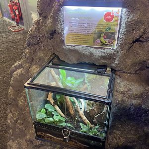 Plantasia - Green anole exhibit 050923