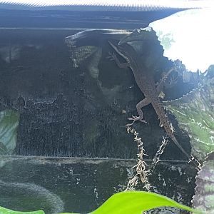 Plantasia - Green anole 050923