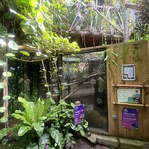 Plantasia - Burmese python exhibit 050923