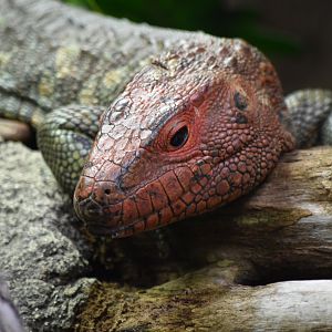 Caiman Lizard
