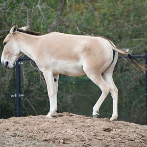 Persian Onager
