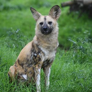 African Wild Dog