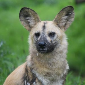 African Wild Dog