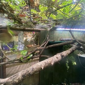 Plantasia - Burmese python exhibit 050923