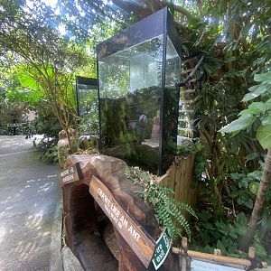 Plantasia - Leaf-cutter ants exhibit 050923
