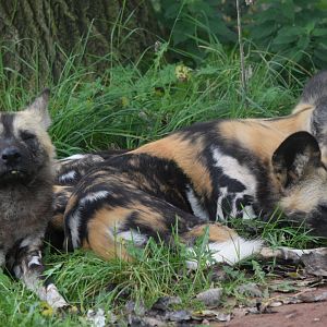 African Wild Dogs