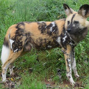 African Wild Dog