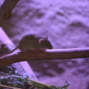 Barbary Striped Grass Mouse