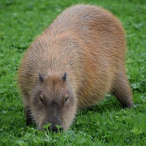 Capybara
