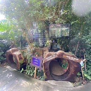 Plantasia - Leaf-cutter ants exhibit 050923