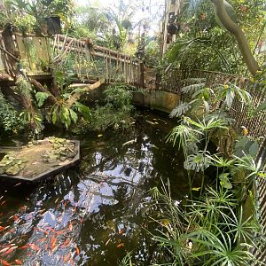 Plantasia - Pool in Rainforest 050923