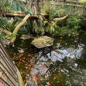 Plantasia - Pool in Rainforest area 050923