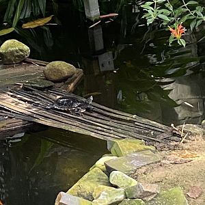 Plantasia - Yellow-bellied slider 050923