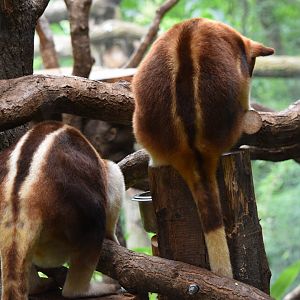 Goodfellow's Tree-Kangaroos