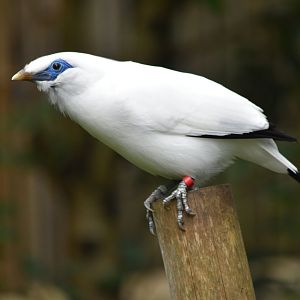 Bali Myna