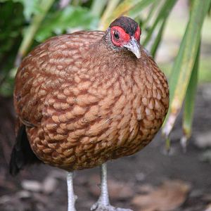 Salvadori's Pheasant