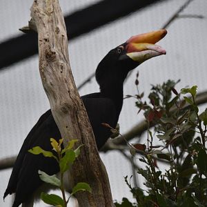 Javan Rhinoceros Hornbill