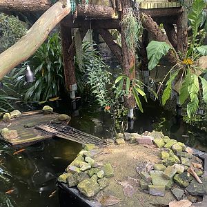 Plantasia - Pool in Rainforest area 050923