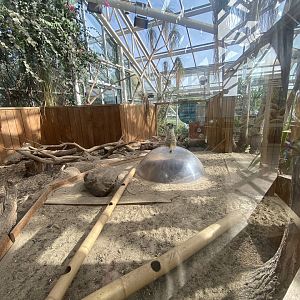 Plantasia - Meerkat exhibit 050923