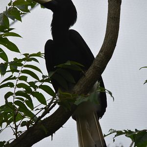 Javan Rhinoceros Hornbill