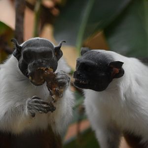Pied Tamarins