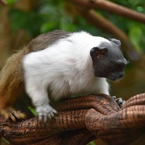 Pied Tamarin