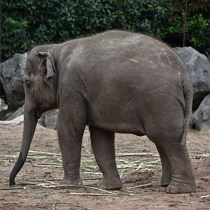 Asian Elephant - Riva