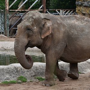 Asian Elephant - Maya