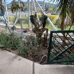 Plantasia - Planting in Desert area 050923