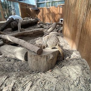 Plantasia - Meerkat exhibit 050923
