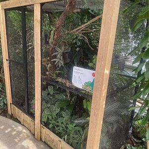 Plantasia - Fiji banded iguana exhibit 050923