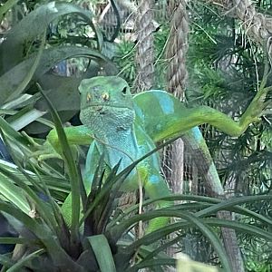 Plantasia - Fiji banded iguana 050923