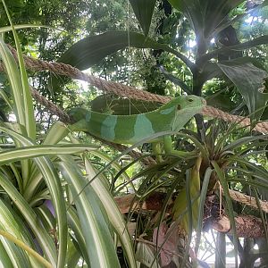 Plantasia - Fiji banded iguana 050923