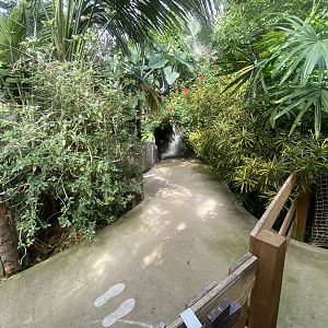 Plantasia - Rainforest area 050923