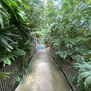 Plantasia - Rainforest area 050923