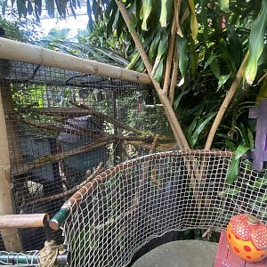 Plantasia - Common Green iguana exhibit 050923