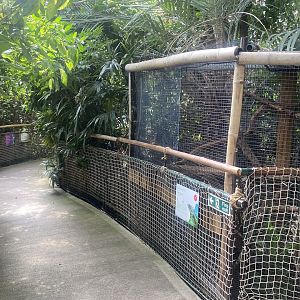 Plantasia - Common Green iguana exhibit 050923