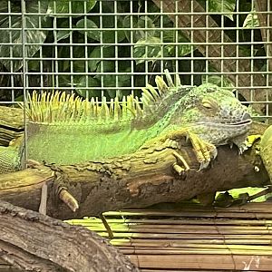 Plantasia - Common Green iguana 050923