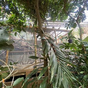 Plantasia - Leopard cat exhibit 050923